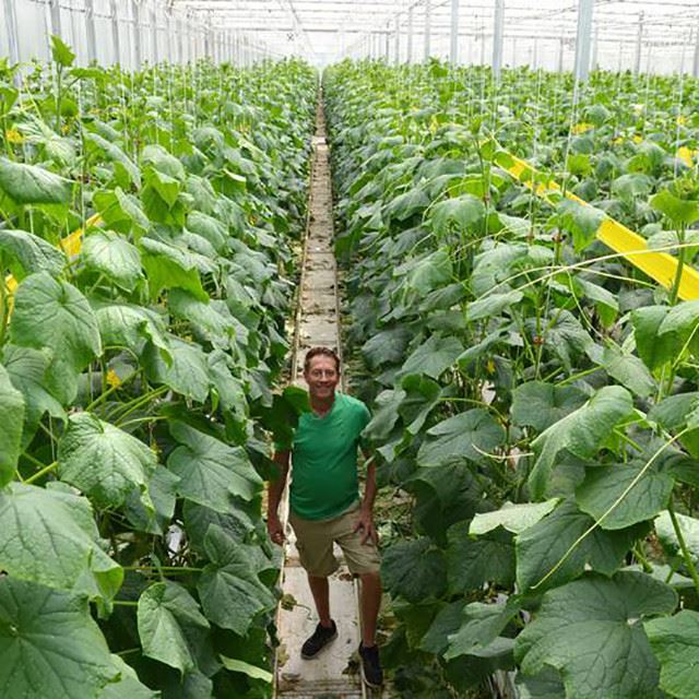 Chili Greenhouse